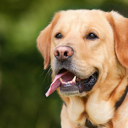  un chiot soin pharmacie du Champ de Mars